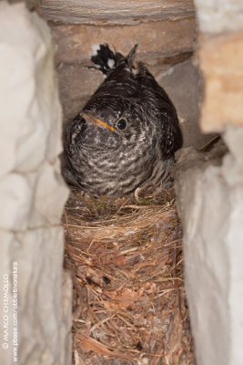 Common Cuckoo - Cuculo (Cuculus canorus)