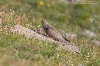 Common Cuckoo - Cuculo (Cuculus canorus)