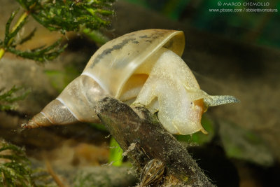 Limnaea sp.