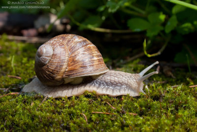Helix lucorum