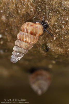Cochlostoma septemspirale