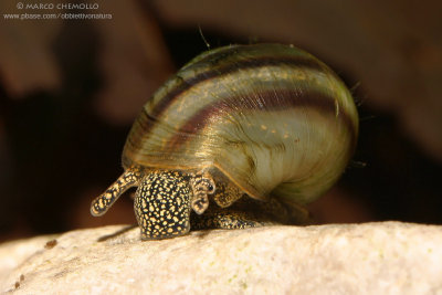 Vivparus contectus