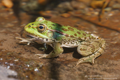 Greek Marsh Frog - Rana verde balcanica (Pelophylax cfr. kurtmuelleri = Rana balcanica)