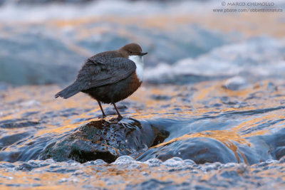 Dipper - Merlo acquaiolo (Cinclus cinclus)