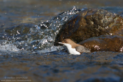 Dipper - Merlo acquaiolo (Cinclus cinclus)