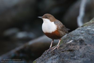 Dipper - Merlo acquaiolo (Cinclus cinclus)