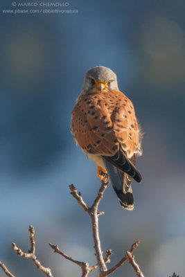 Kestrel - Gheppio (Falco tinnunculus)