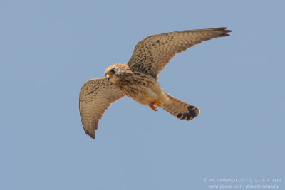 Lesser Kestrel - Grillaio (Falco naumanni)