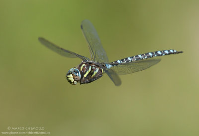 Aeshna juncea