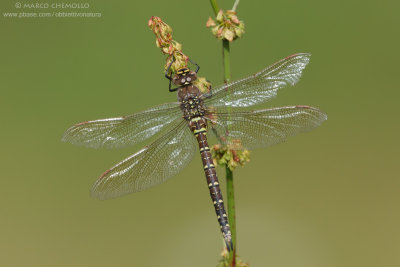 Aeshna juncea