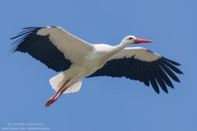 Ciconia ciconia