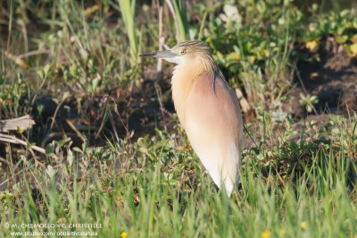 Squacco Heron - Sgarza Ciuffetto (Ardeola ralloides)
