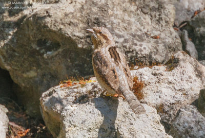 Wryneck - Torcicollo (Jynx torquilla)
