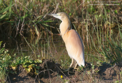 Squacco Heron - Sgarza Ciuffetto (Ardeola ralloides)