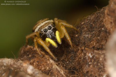 Eliophanus cupreus