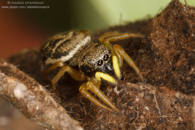 Eliophanus cupreus