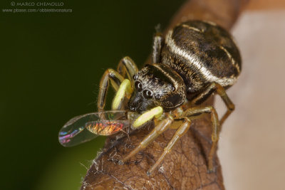 Eliophanus cupreus
