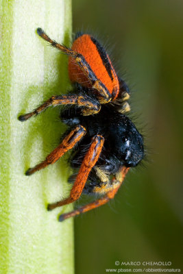 Philaeus chrysops