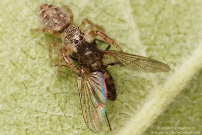 cfr. Pseudeuophrys sp.