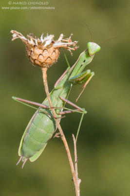 Mantis religiosa