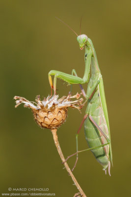 Mantis religiosa