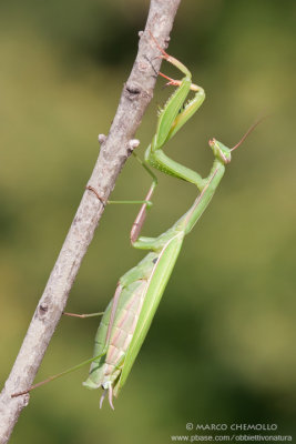 Mantis religiosa
