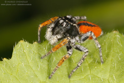 Philaeus chrysops