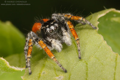 Philaeus chrysops