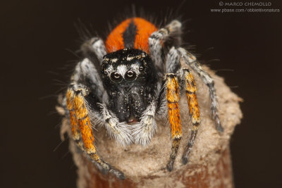 Philaeus chrysops