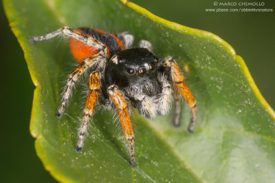 Philaeus chrysops