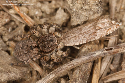 Aelurillus v-insignitus F