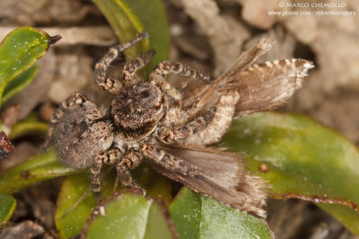 Aelurillus v-insignitus F
