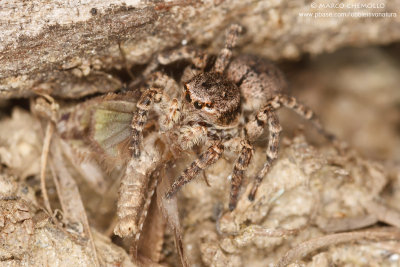 Aelurillus v-insignitus F