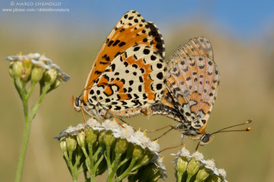 Melitaea didyma