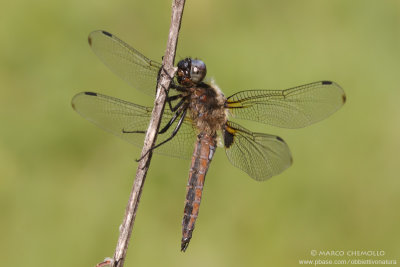 Libellula fulva