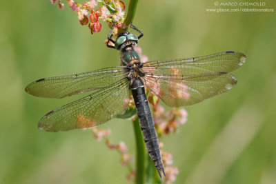 Somatochlora alpestris