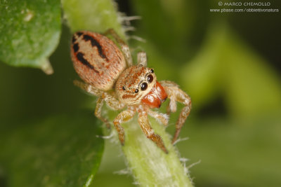 cfr. Marpissa radiata