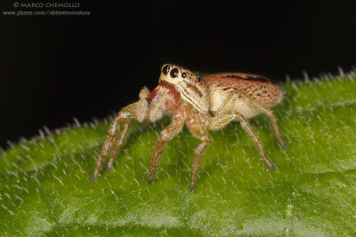 cfr. Marpissa radiata