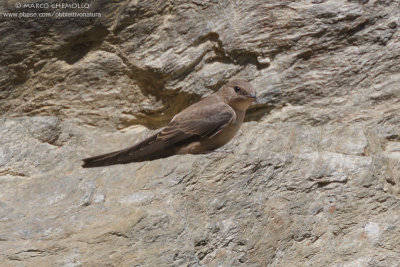 Crag Martin - Rondine montana (Ptyonoprogne rupestris)