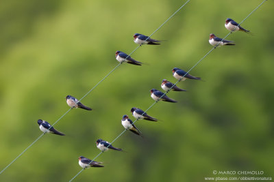 Barn Swallow - Rondine (Hirundo rustica)