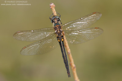 Somatochlora arctica