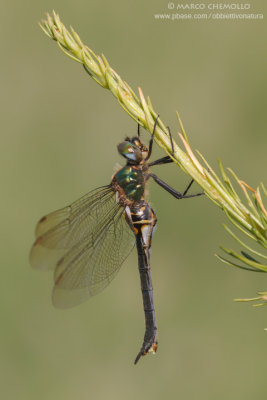 Somatochlora arctica
