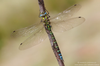 Aeshna cyanea