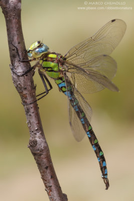 Aeshna cyanea