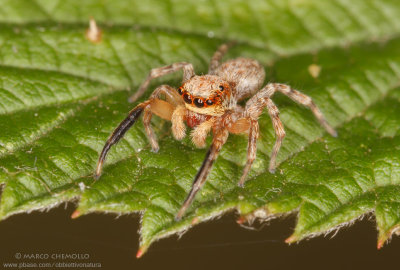 cfr. Pseudeuophrys lanigera (= Euophrys lanigera)