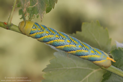 Deaths-head Hawk-moth - Sfinge testa di morto (Acherontia atropos)