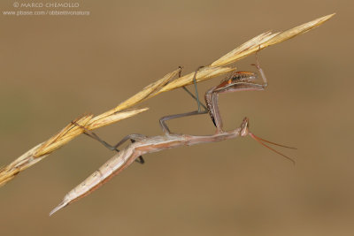 Mantis religiosa