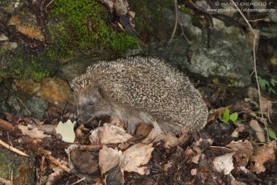 Erinaceus europaeus
