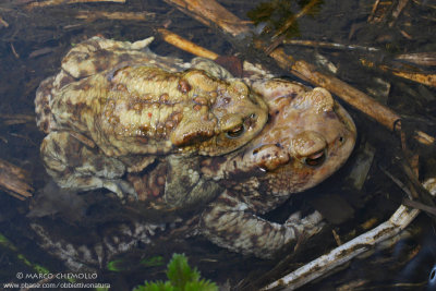 Common Toad - Rospo comune (Bufo bufo)