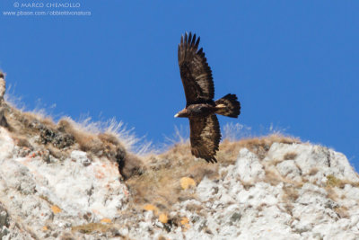 Golden eagle - Aquila reale (Aquila chrysaetos)